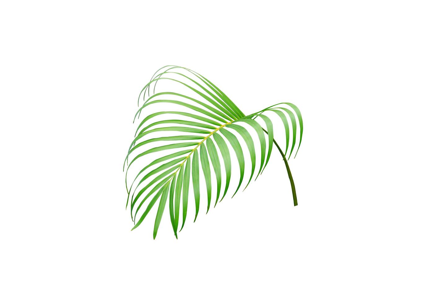 Vibrant green palm tree leaf isolated photo