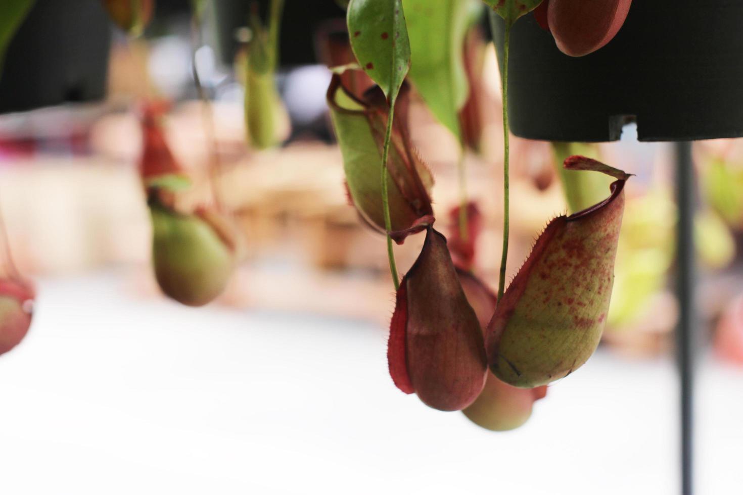 Hanging pitchers of nepenthes tree photo
