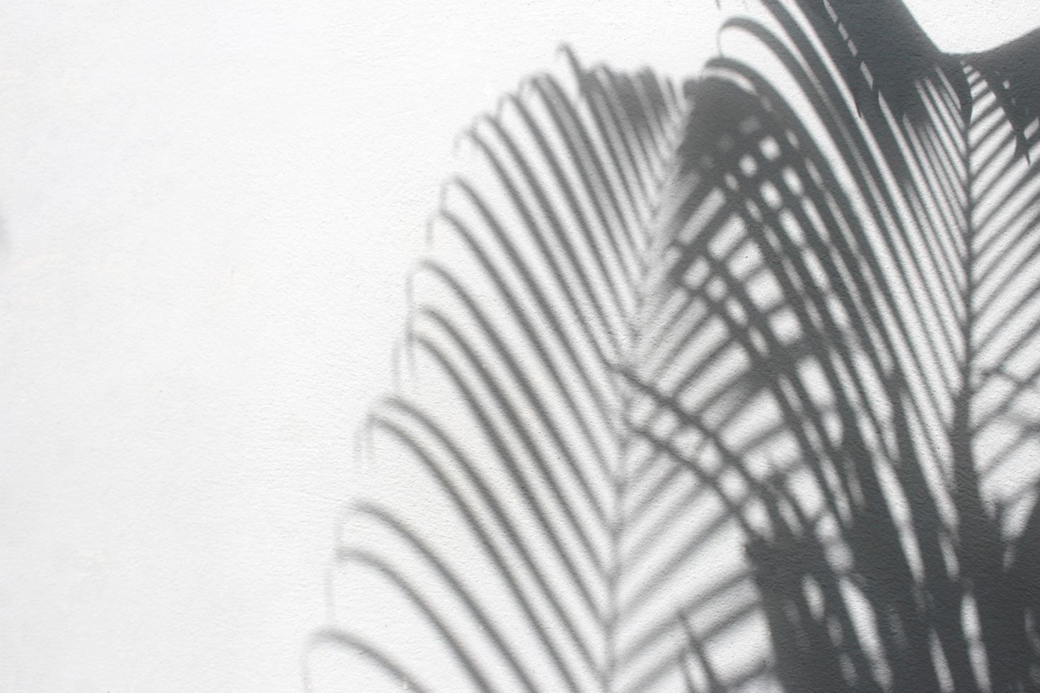 Shadows of palm leaves photo