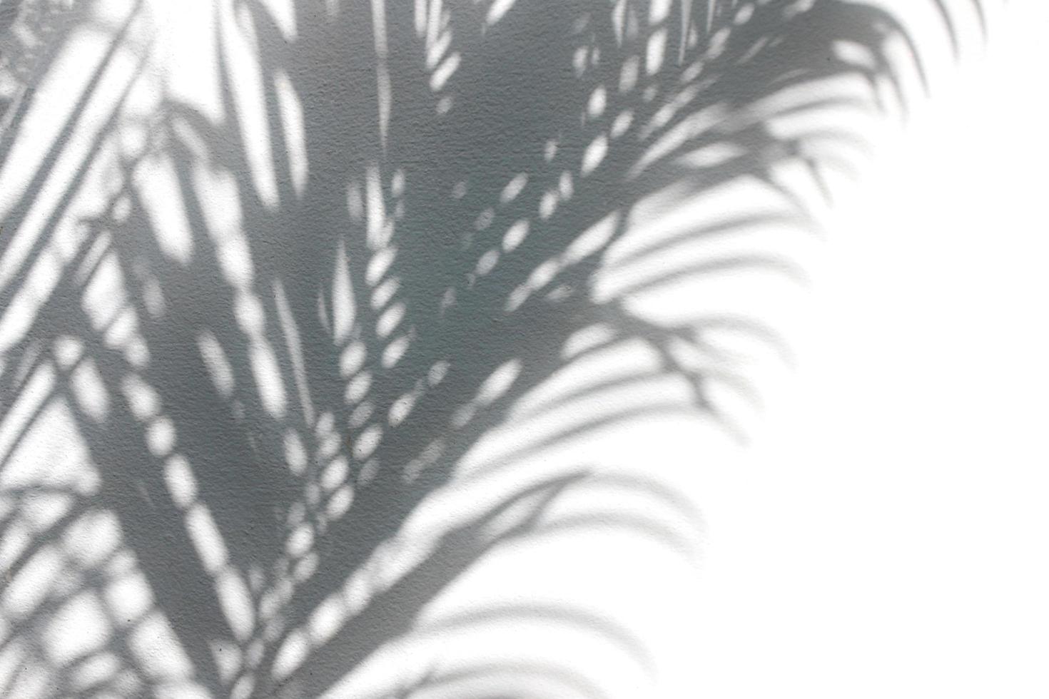 Tropical leaves shadows photo
