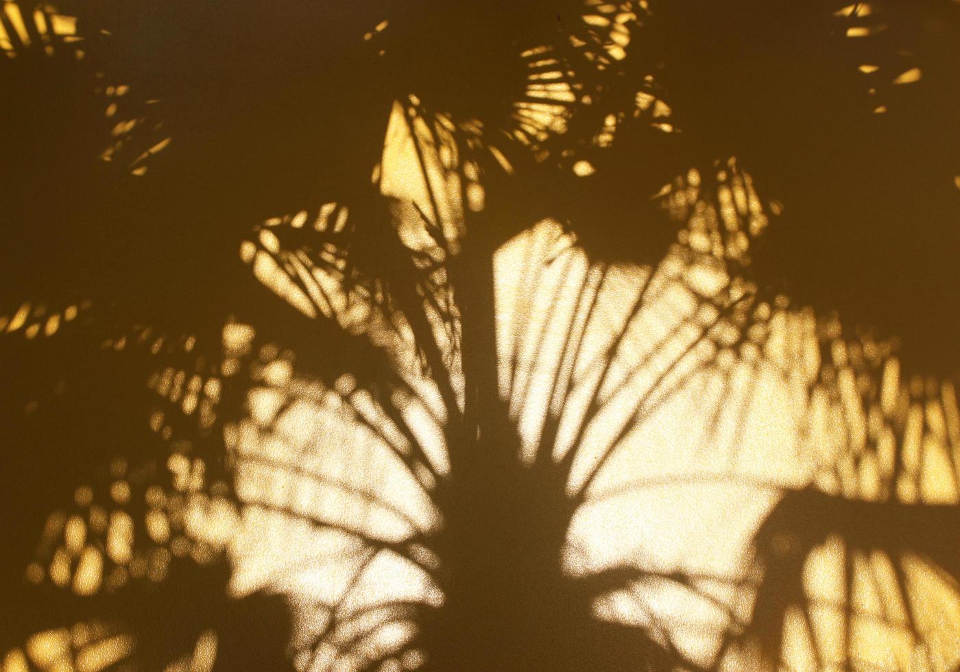 palmera shadowa foto