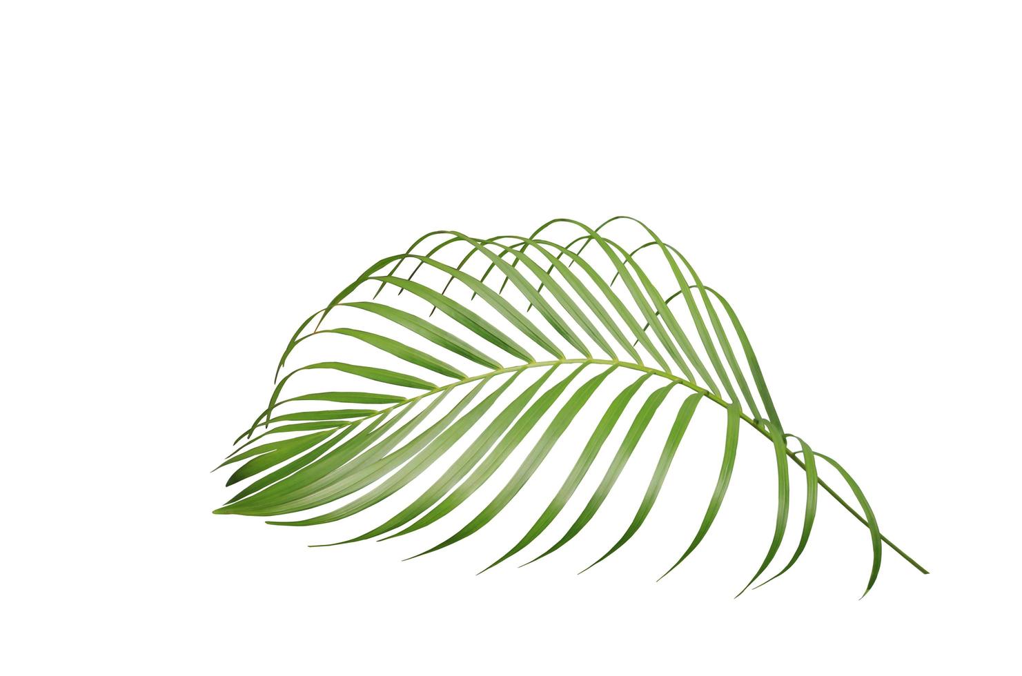 Tropical green palm leaf isolated photo