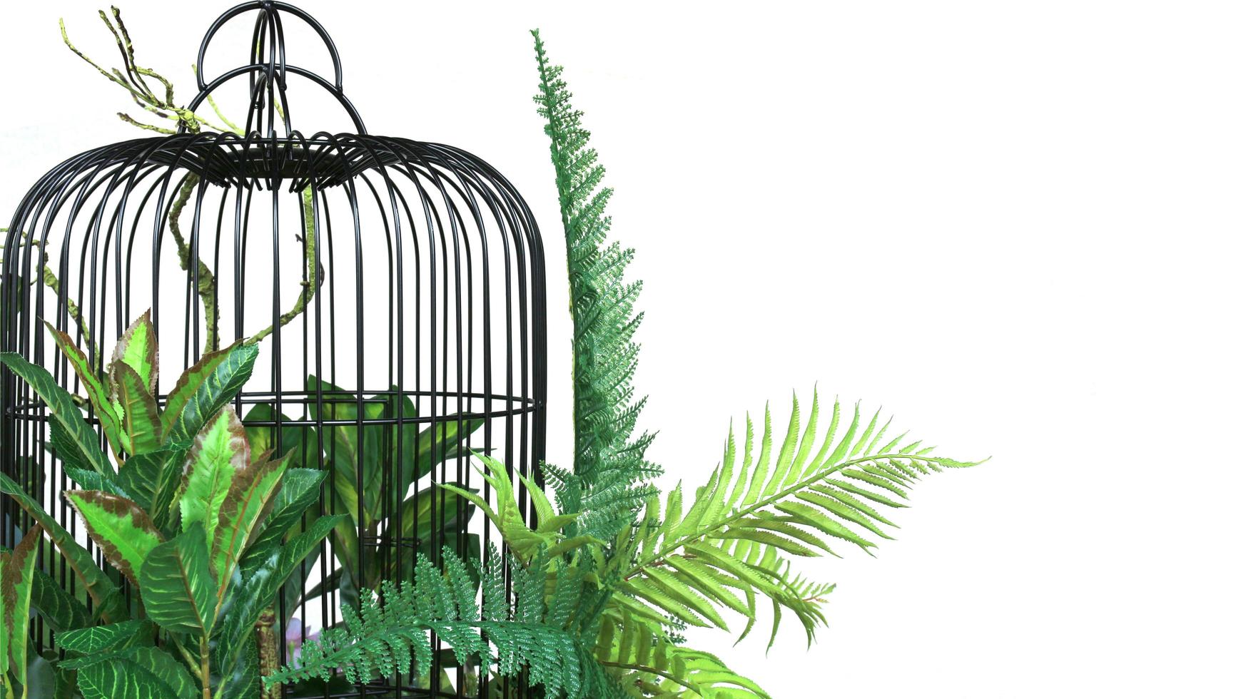 Green leaves and birdcage photo