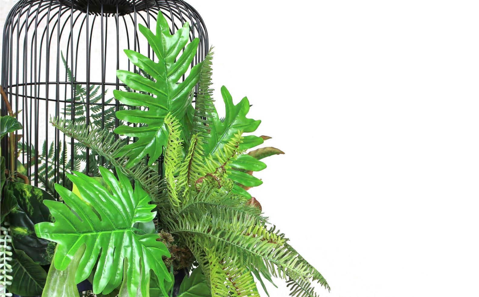 Birdcage and tropical plants photo