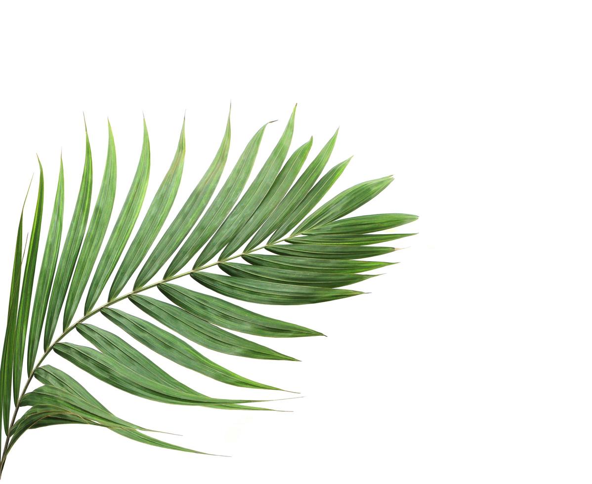 Palm leaf with copy space on white photo