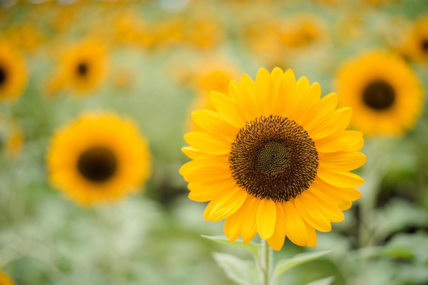 Close-up of a blooming sunflower in a field with blurred nature background photo