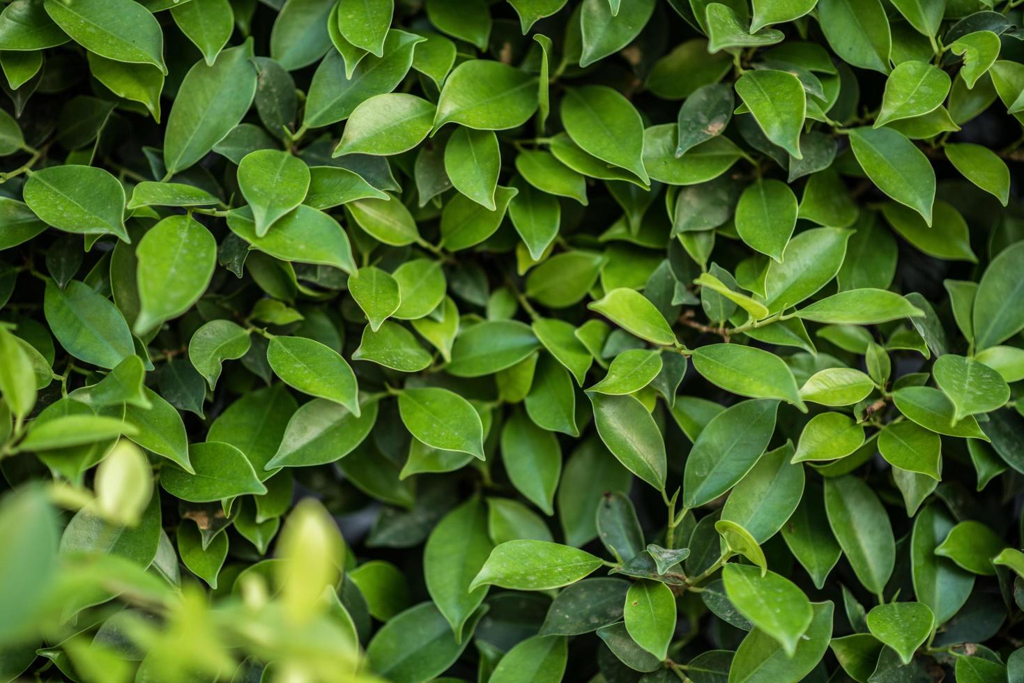 fondo de hoja verde foto