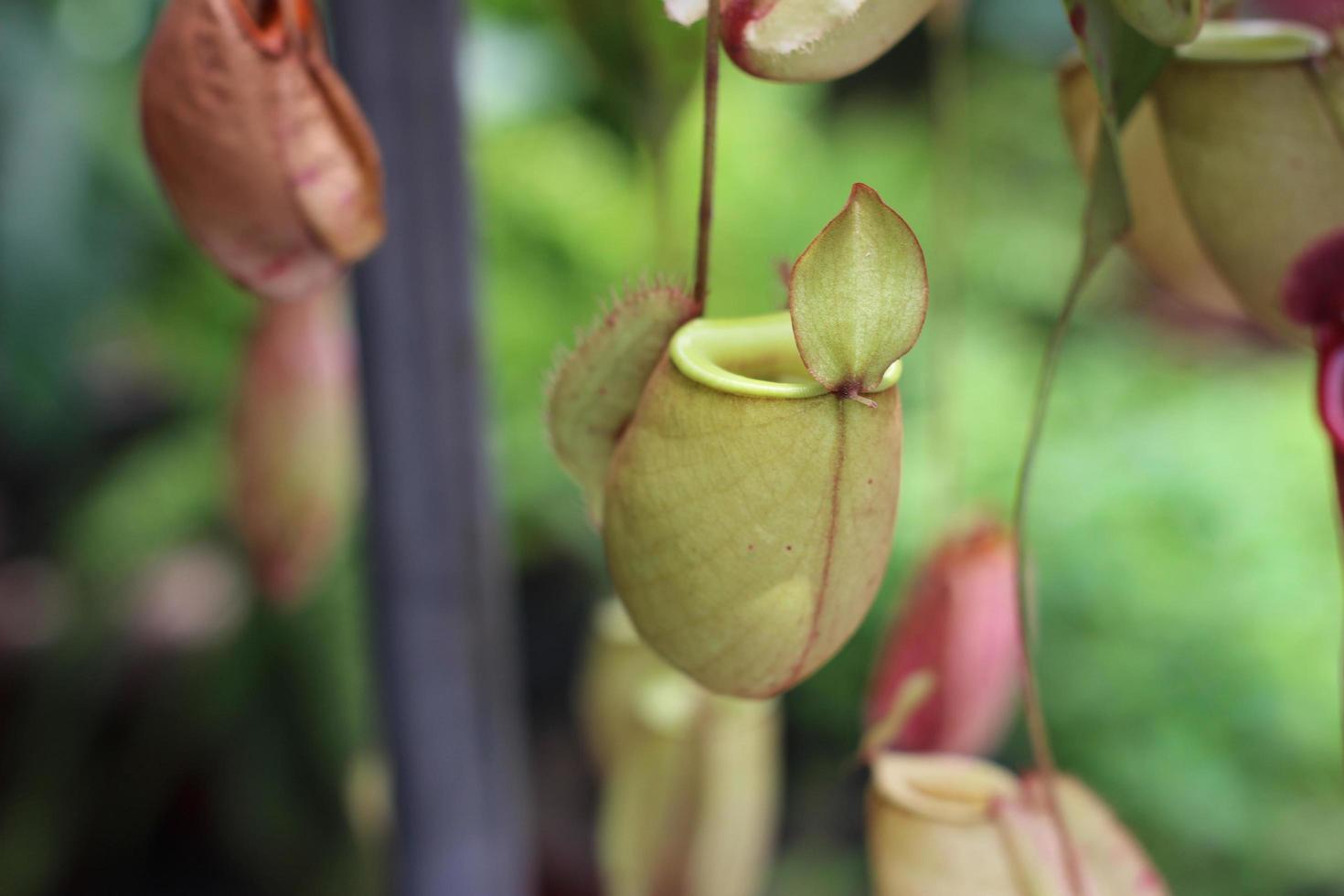 jarras de árboles nepenthes foto