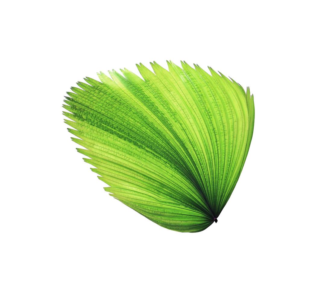 Tropical green blowing leaf photo