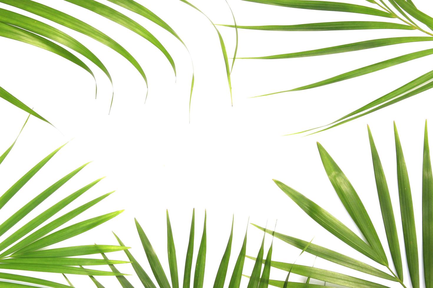 Frame of tropical leaves photo