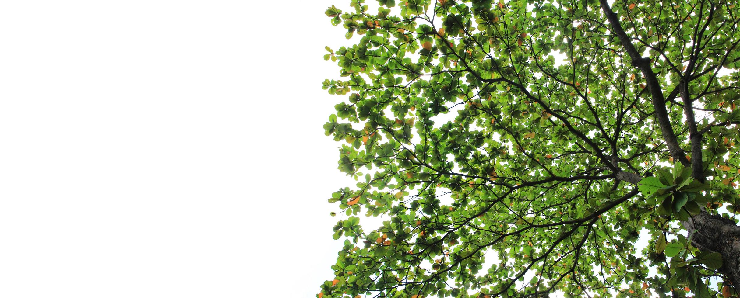 Big tree with copy space photo