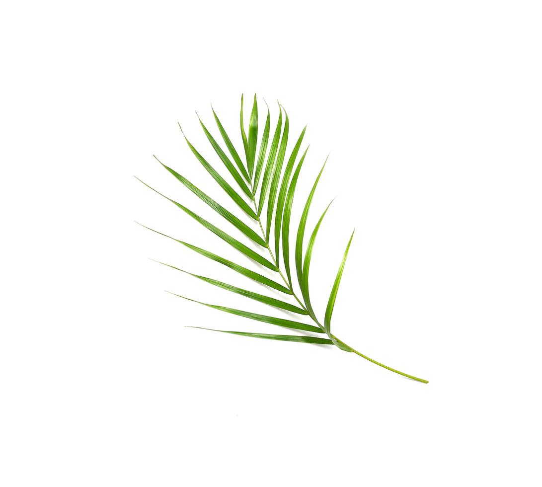 Tropical palm leaf isolated on white background photo