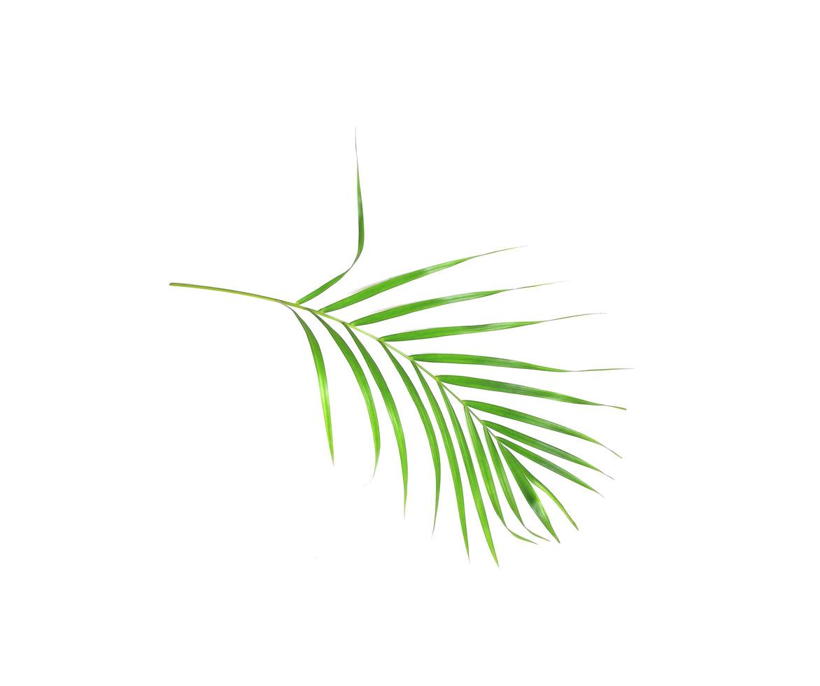 hoja de palmera verde aislada foto