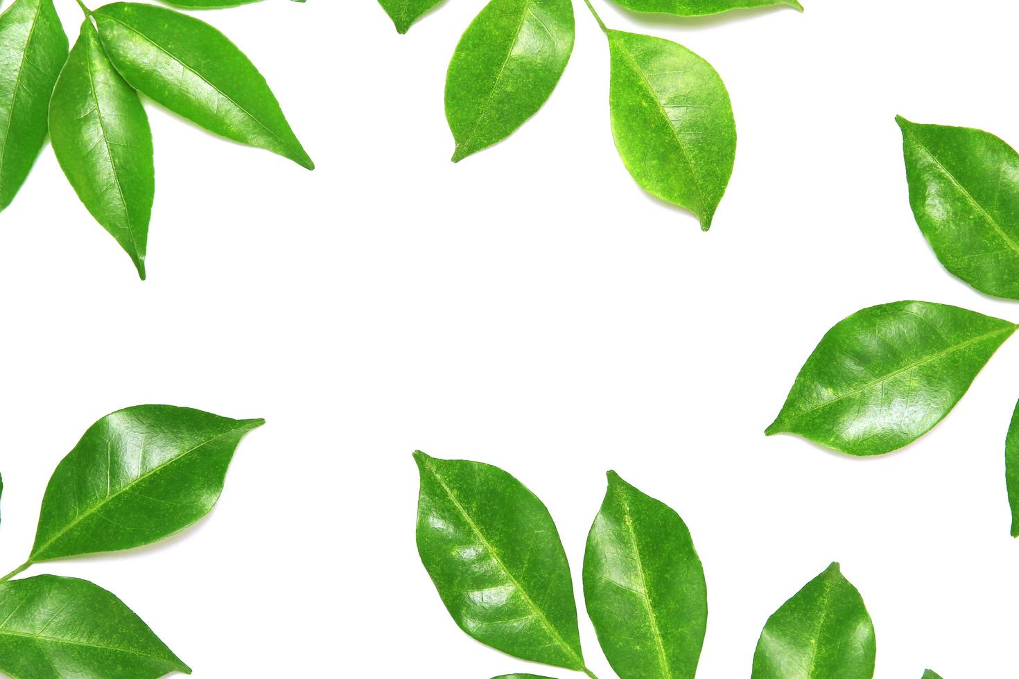 Shiny green leaves on white photo