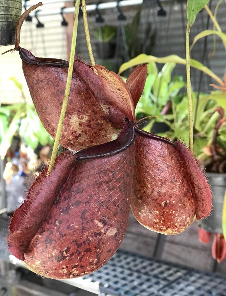 Swamp pitcher plant photo