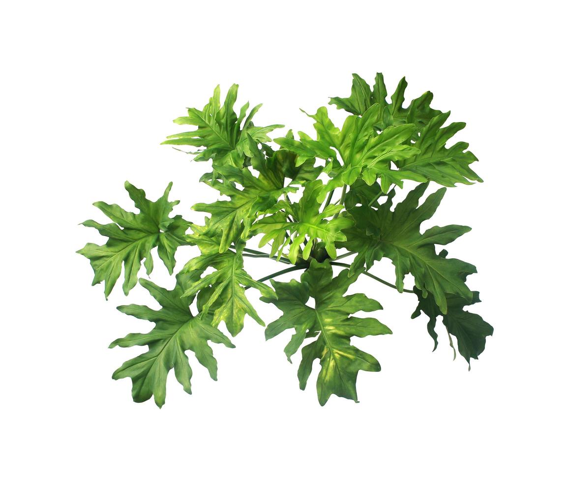Philodendron plant isolated photo