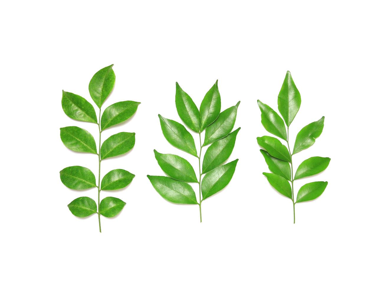 Three different leaves photo