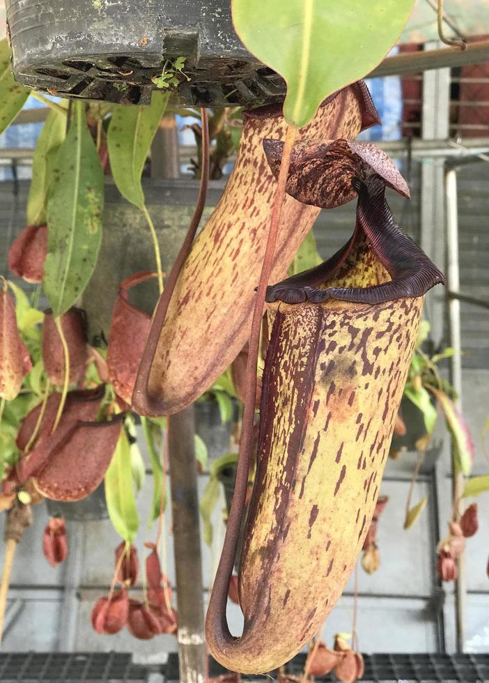 Swamp pitcher plant pitchers photo