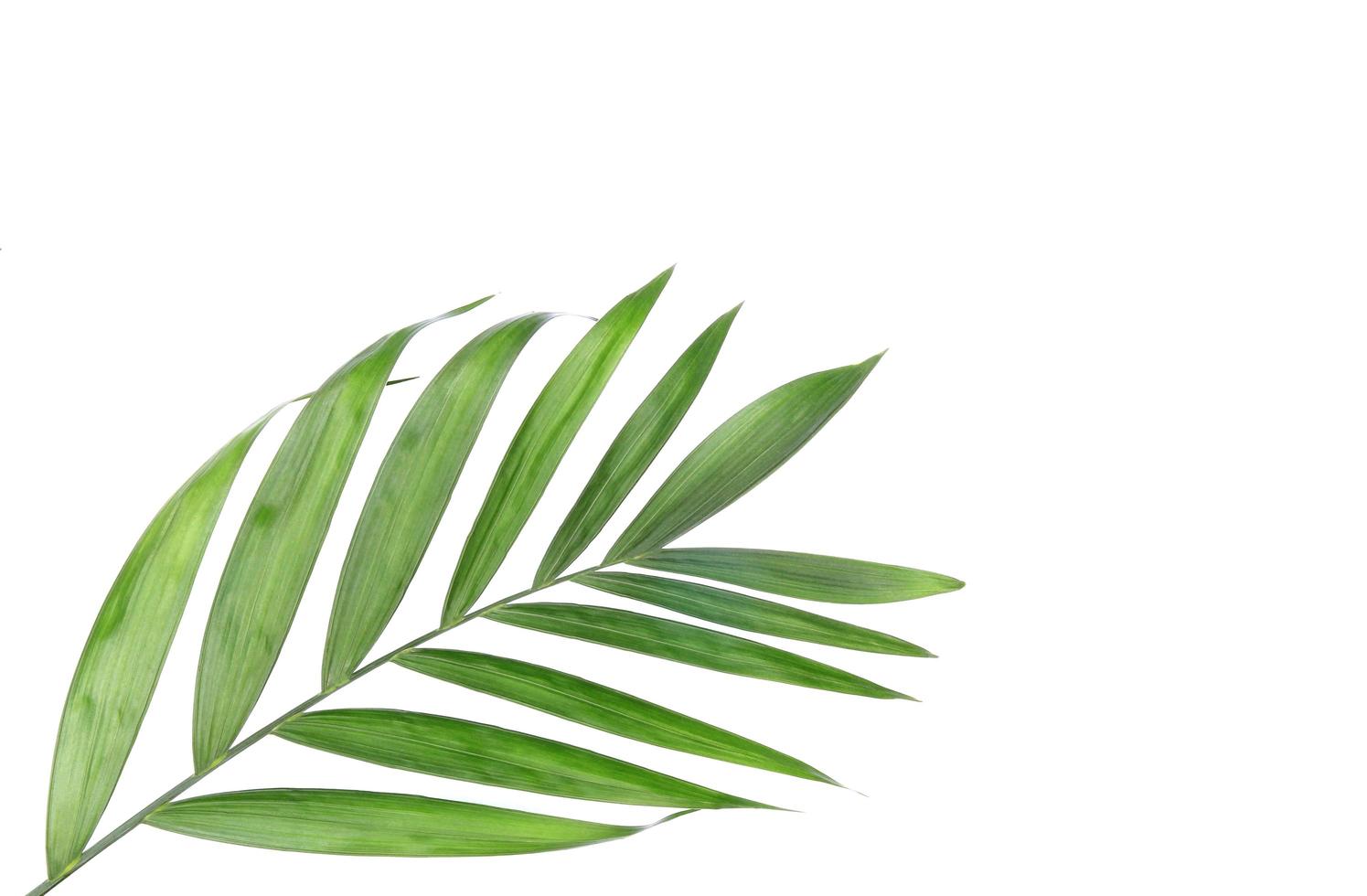 Hoja de palmera tropical verde sobre blanco foto