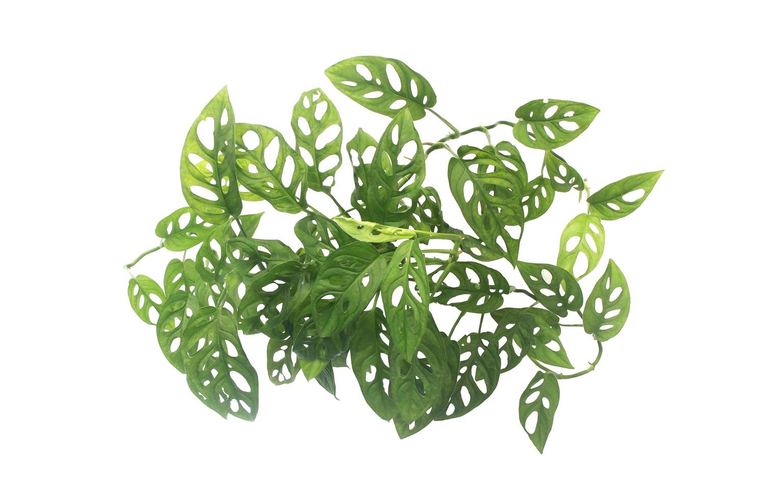 Tropical monstera bush photo