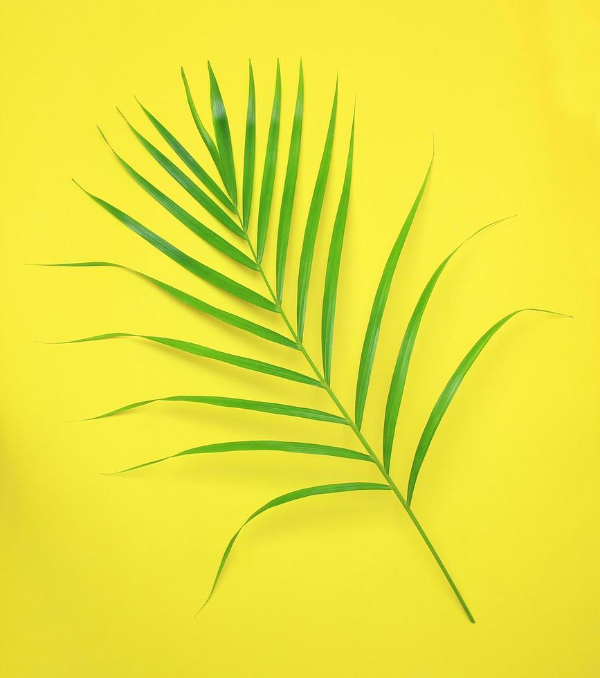 Green palm leaf on yellow photo