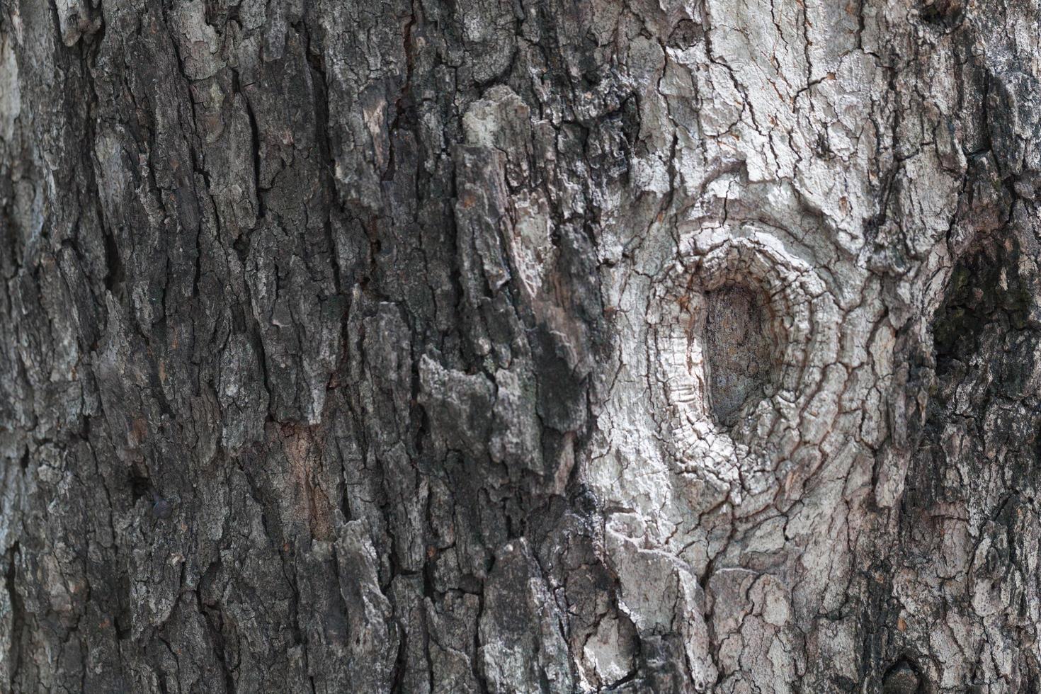 Surface of the bark photo