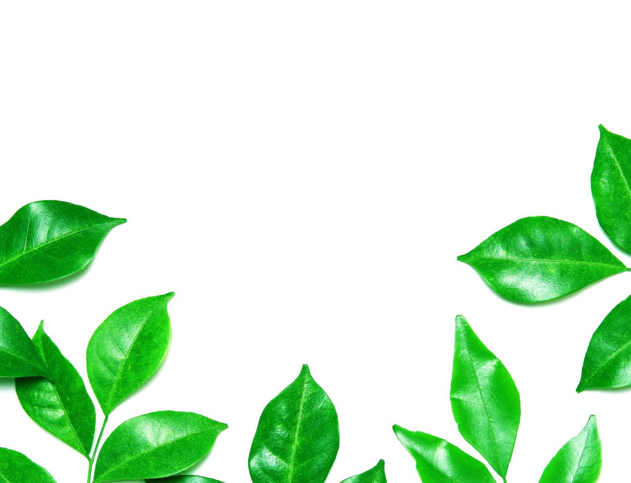 Green leaves on white background with copy space photo