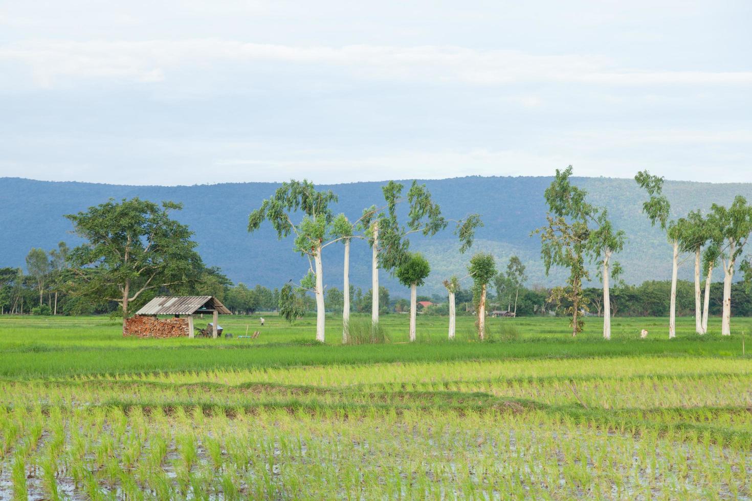 Cabin on the rice fields in Thailand photo