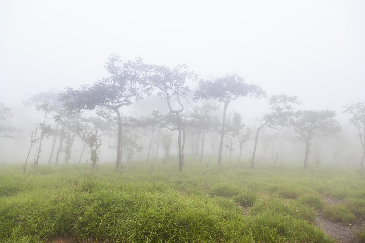 Mist on the mountain in the morning photo