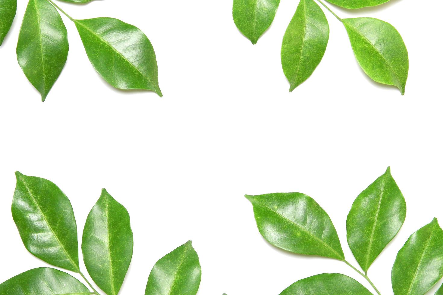 Group of green leaves on white photo