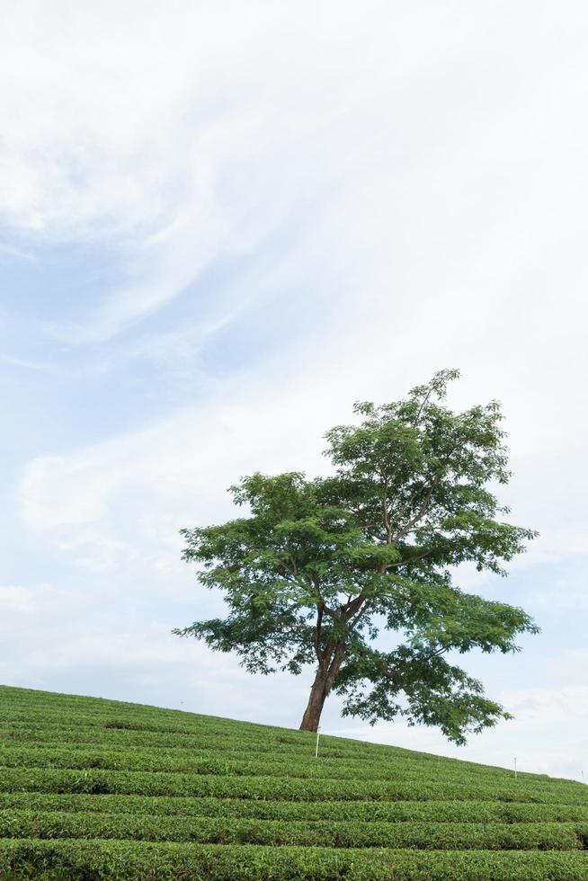 Tree on a tea farm photo