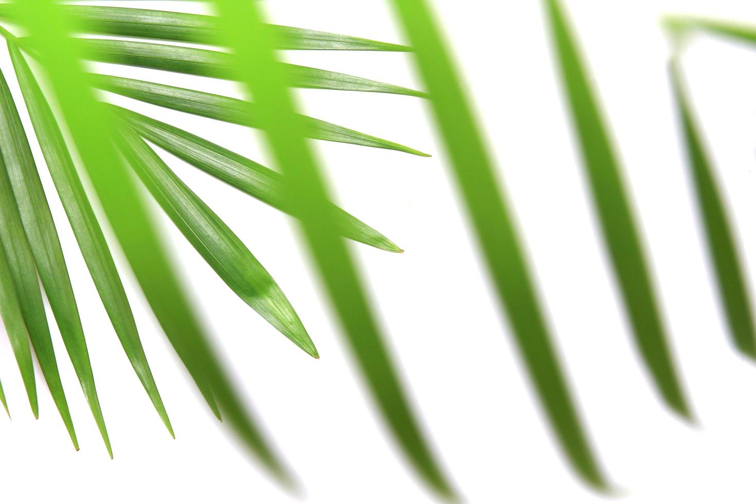 Blades of palm leaves photo