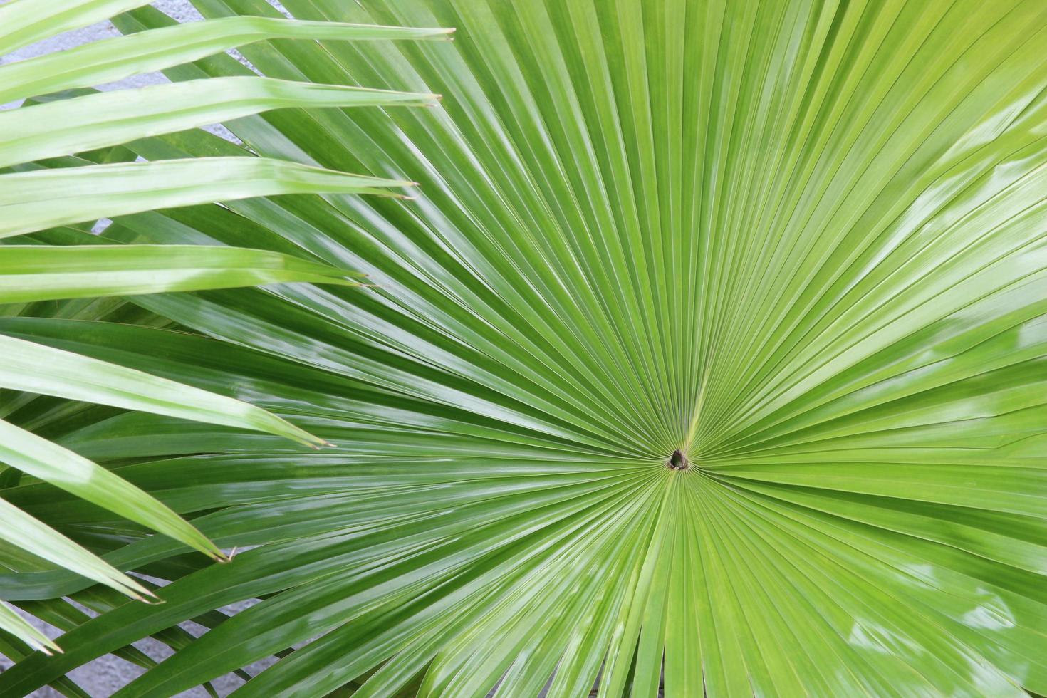 Tropical vibrant leaves photo