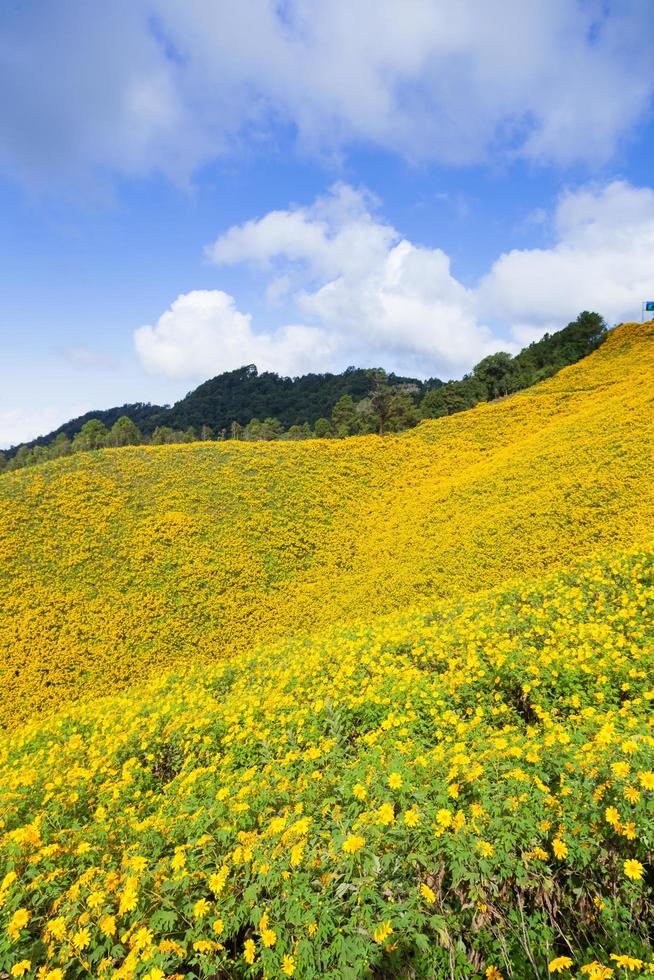 Landscape in Thailand with yellow flowers photo