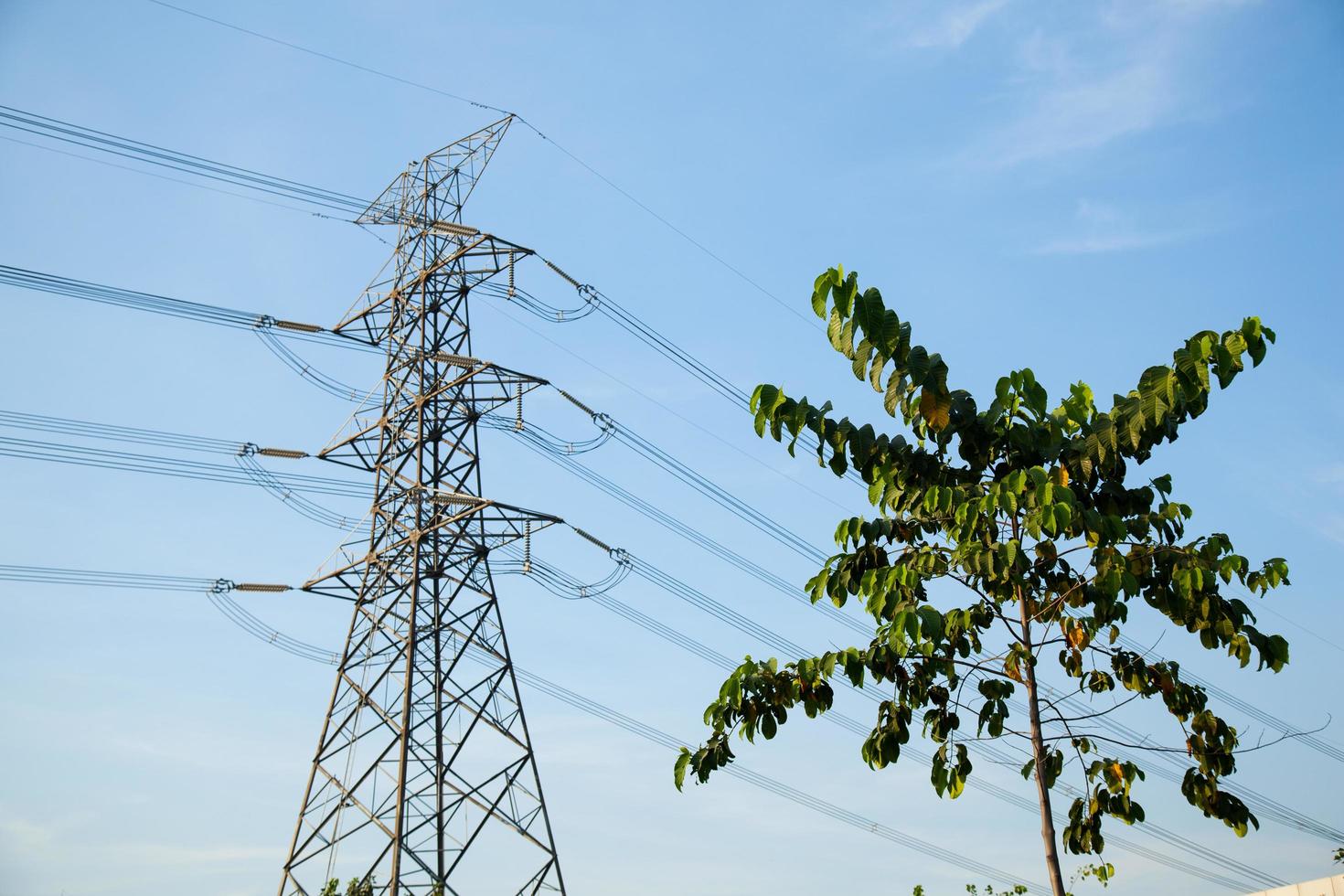 postes de energía y árbol foto