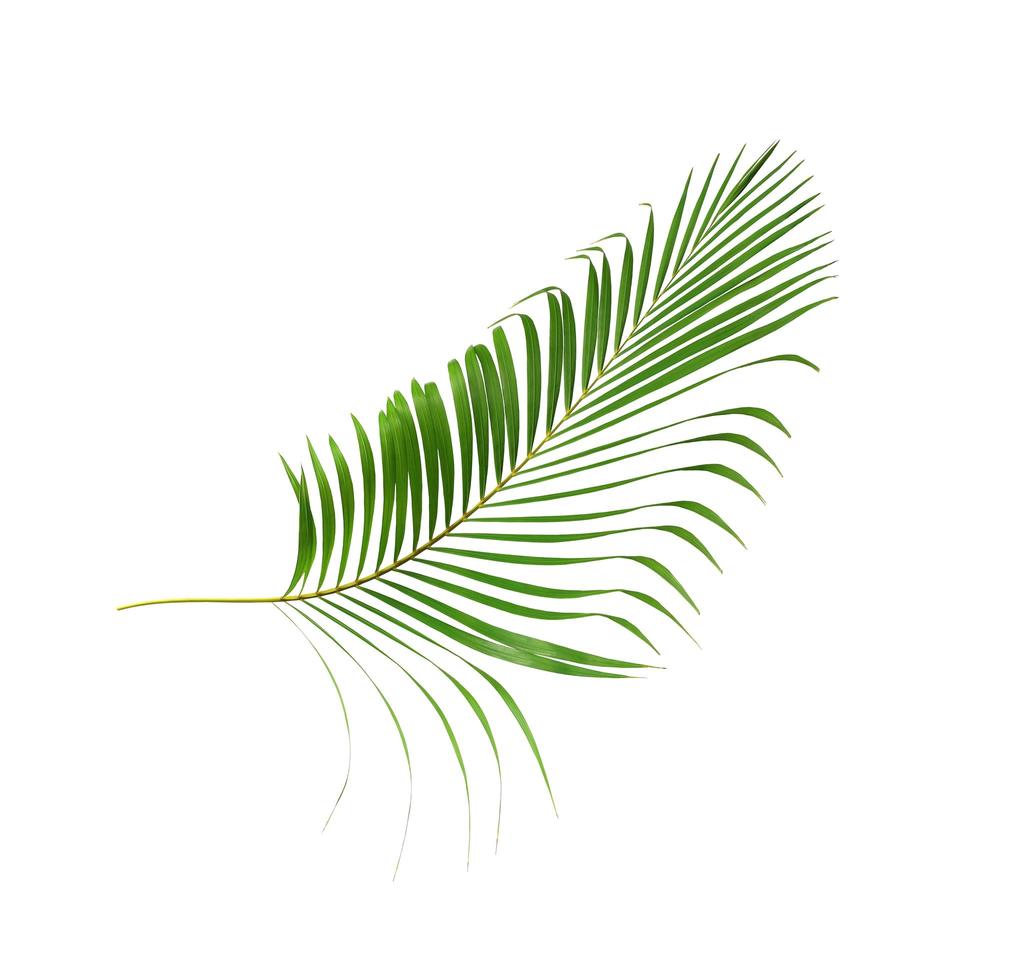 Vibrant green tropical leaf isolated photo