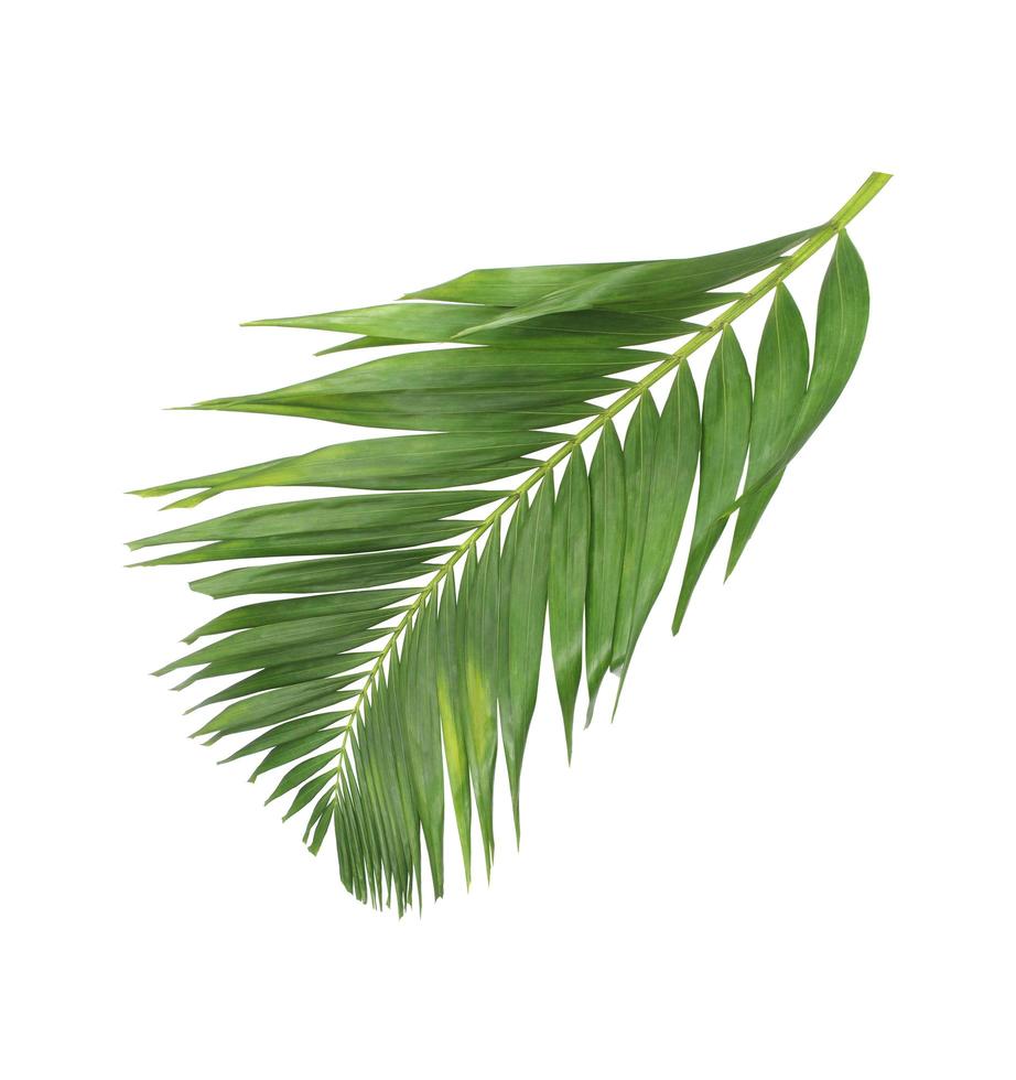 rama tropical verde sobre blanco foto