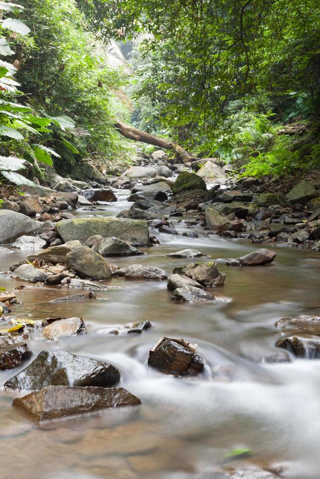 río en el bosque foto