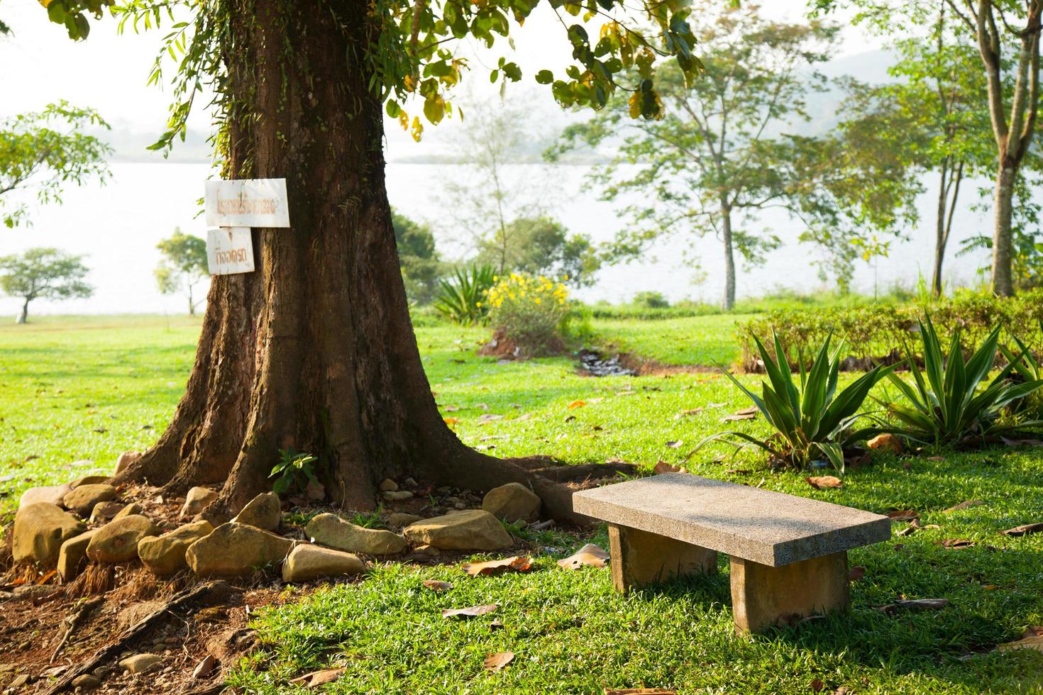 banco debajo de un árbol foto