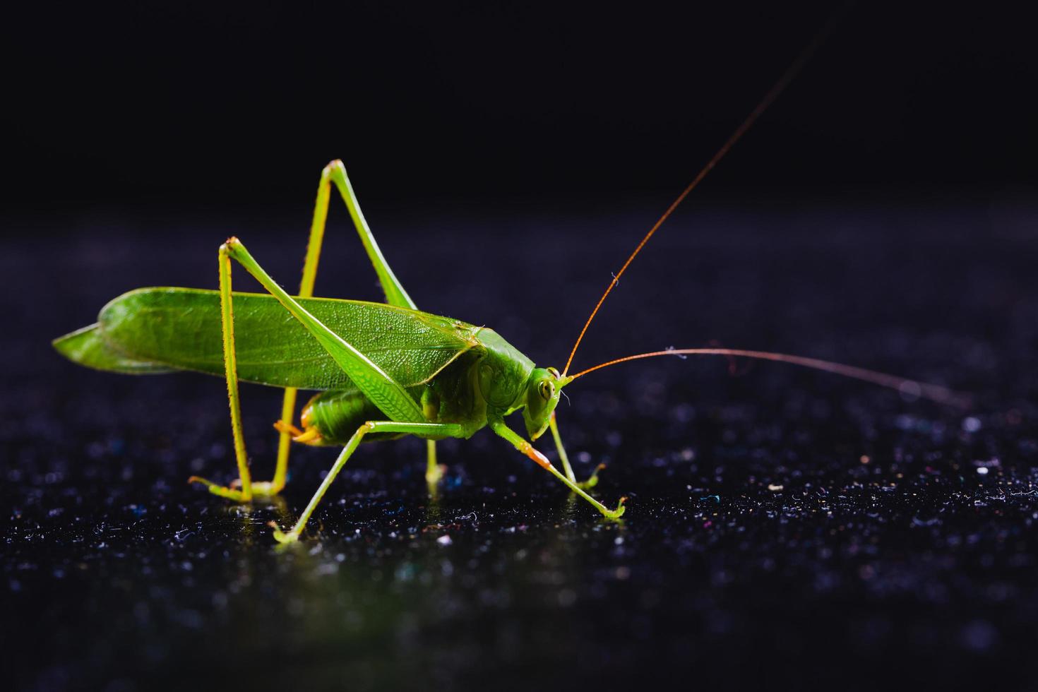 Green grasshopper on dark background photo