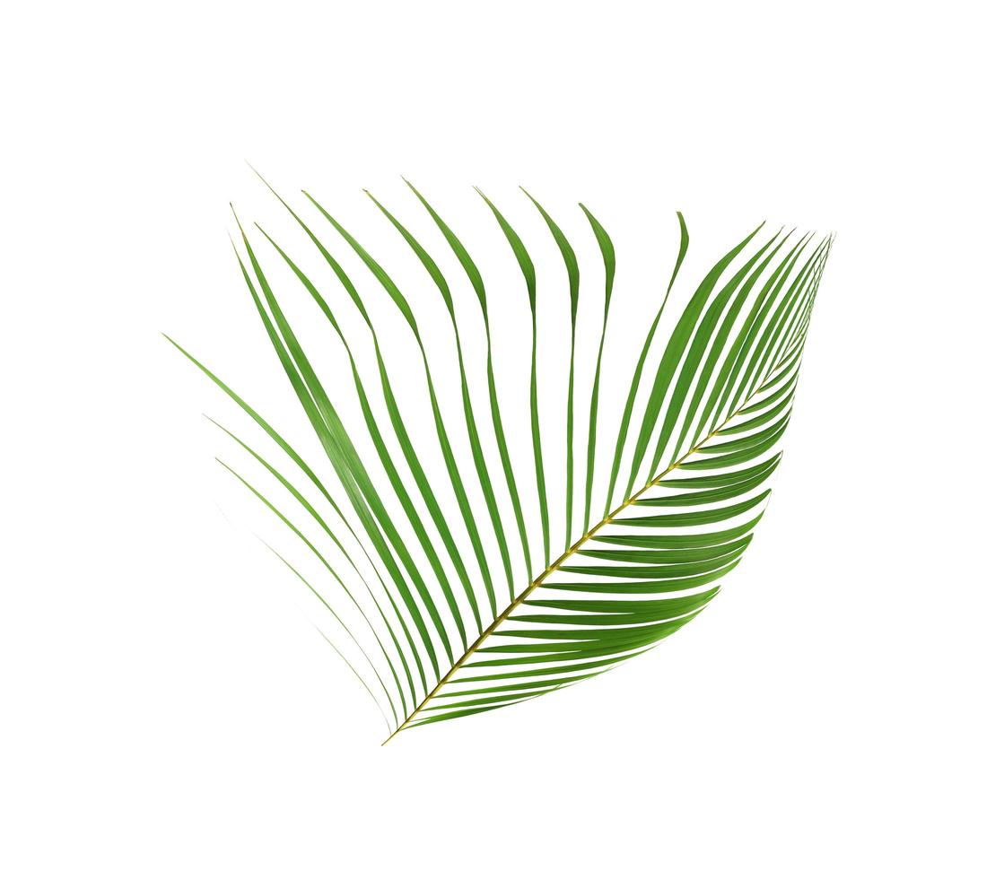 Tropical green coconut leaf photo