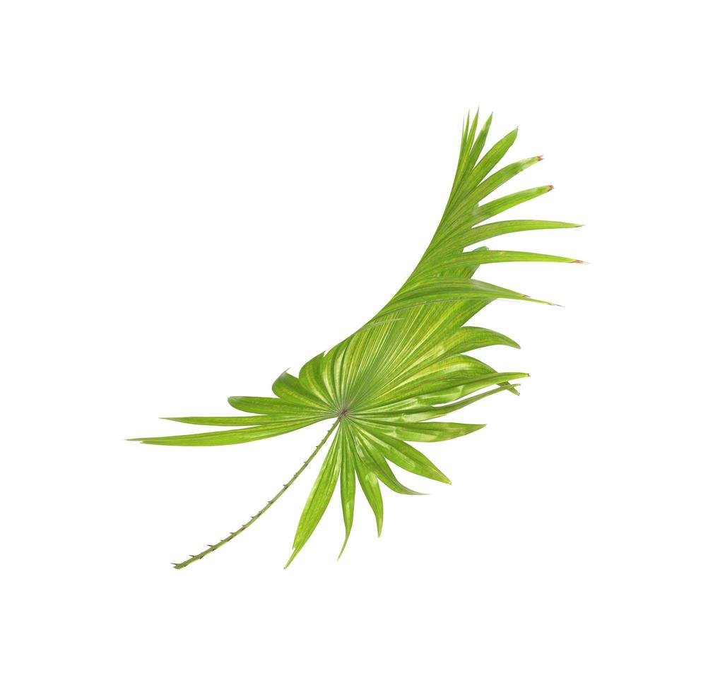 Curved spikey green leaf photo