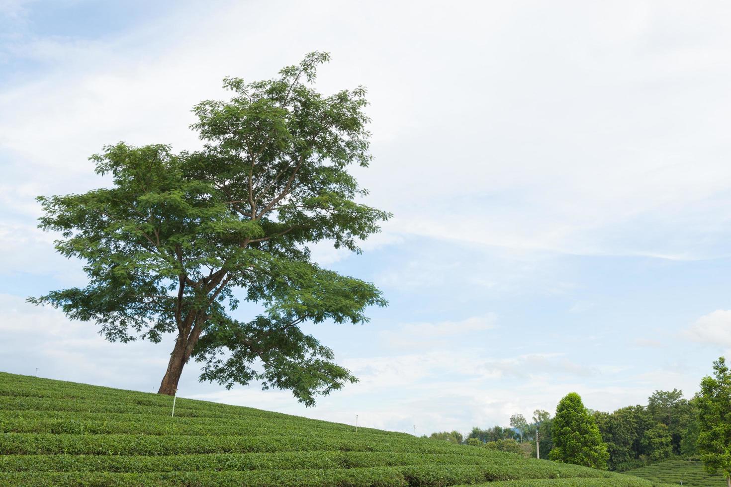 Tree on a tea farm photo