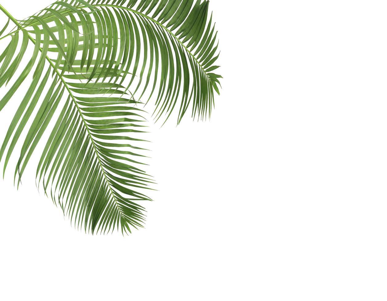 Two palm leaves with copy space photo