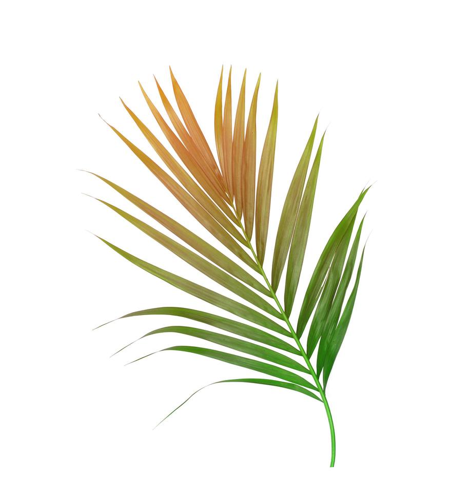 Brown and green palm foliage on white photo