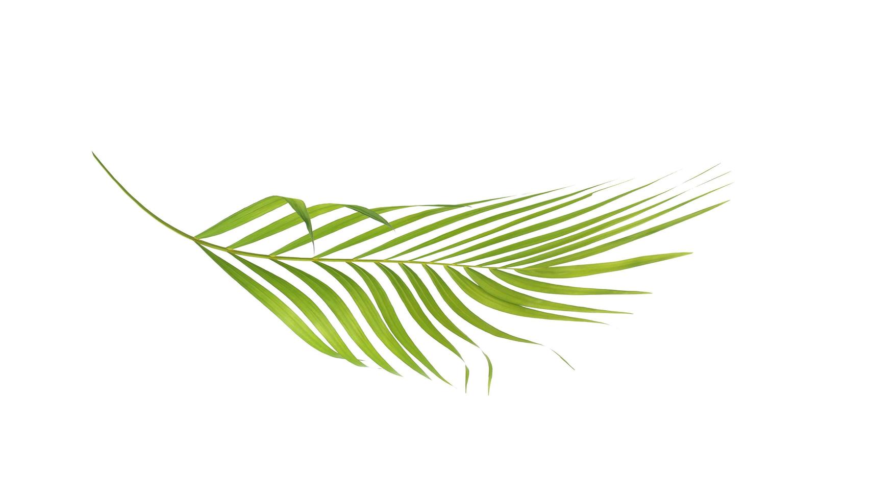 Curved tropical palm leaf on a white background photo