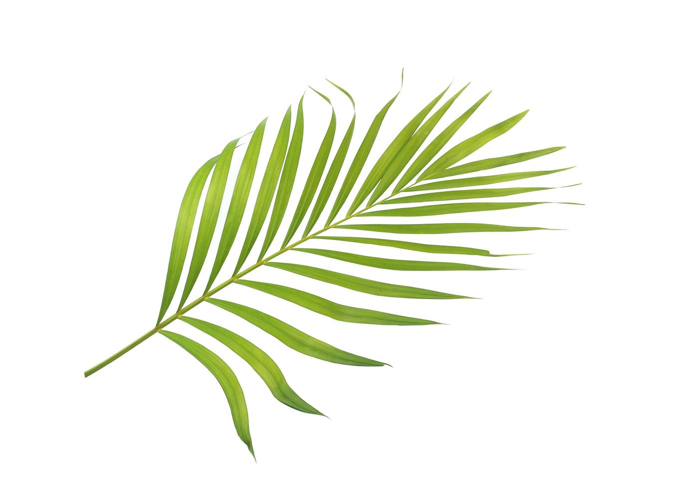 Green tropical palm leaf on white photo