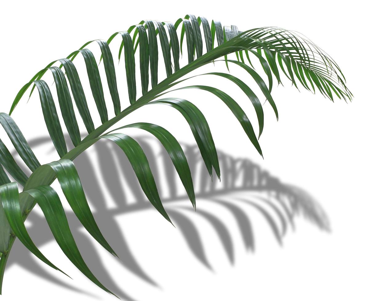 Tropical leaf and shadow photo