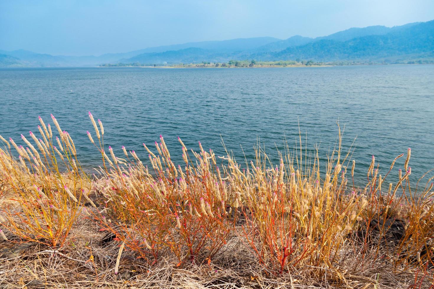 Flowers of grass at the lake photo