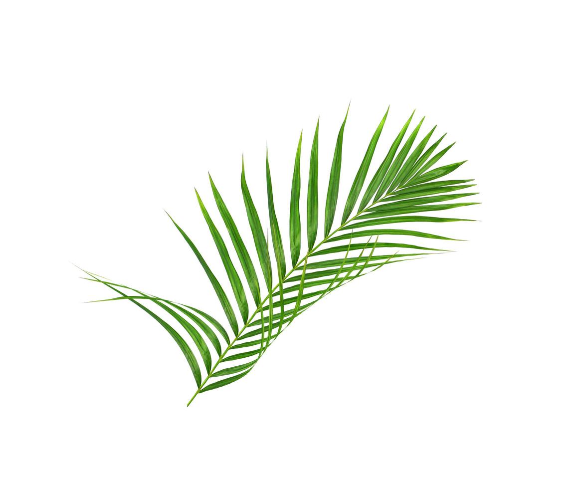 Green tropical palm branch photo
